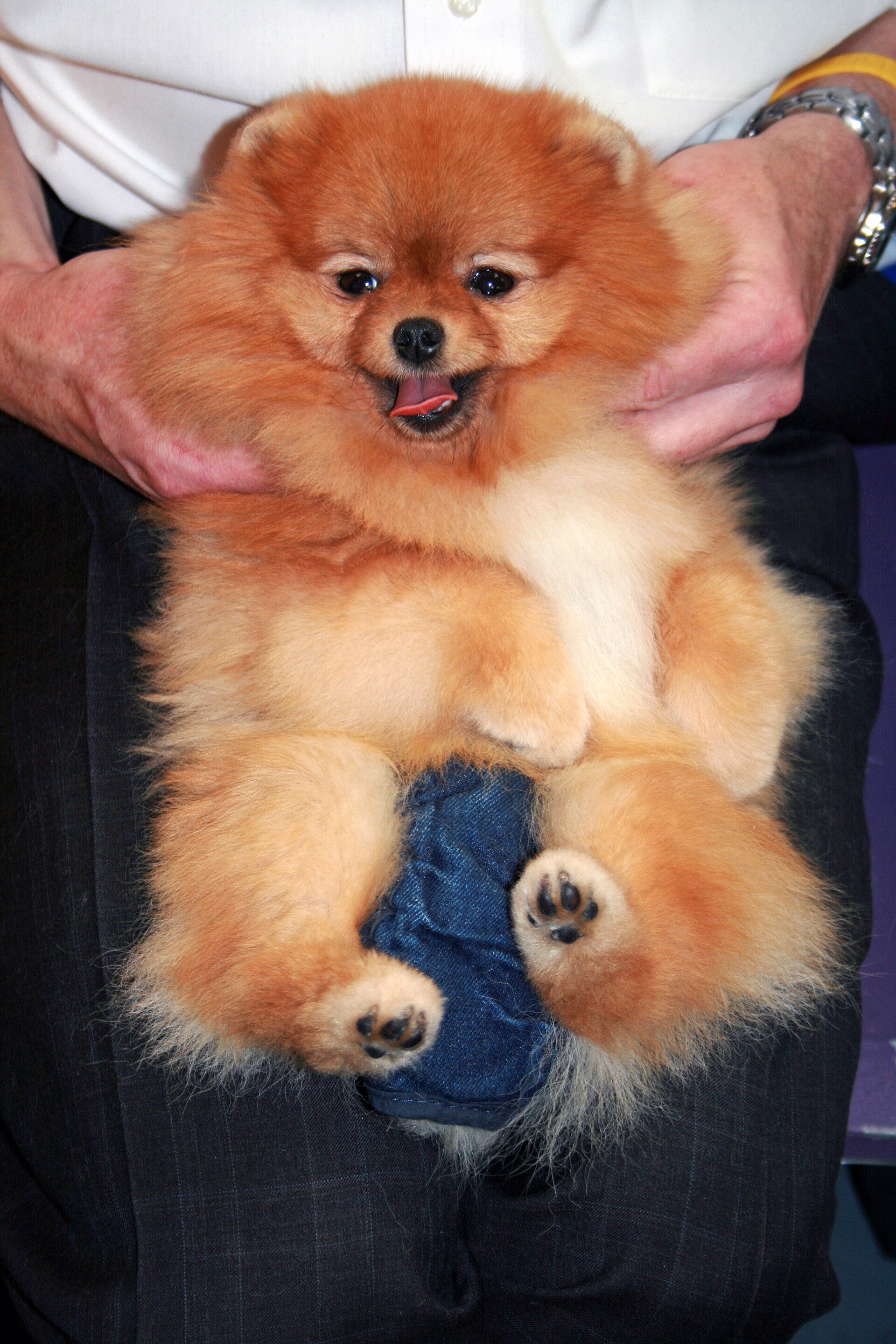 A fluffy orange Pomeranian lying on its back with its paws up